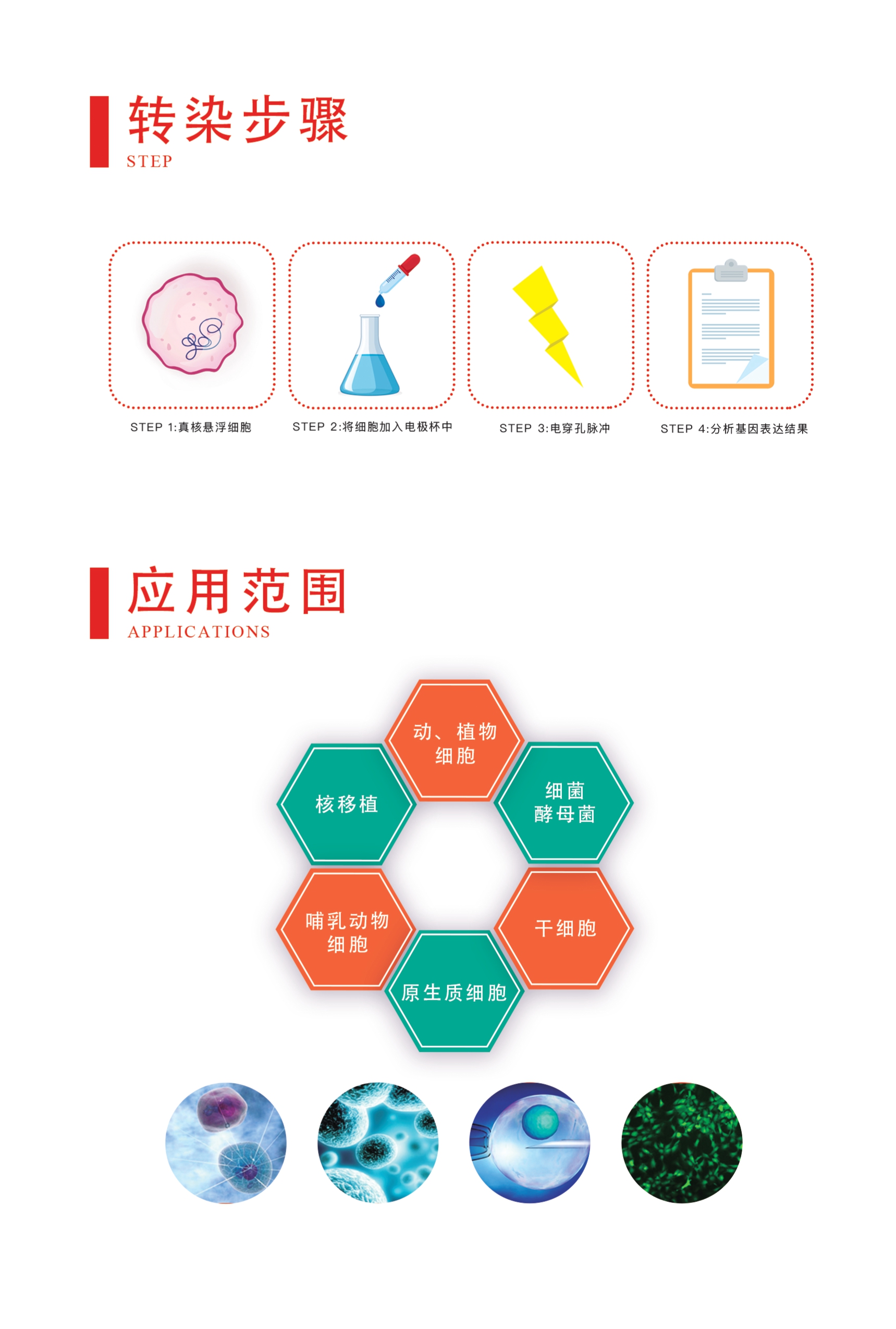 电穿孔仪方波830_page-0010.jpg